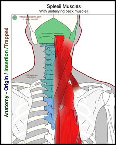 the muscles are highlighted in red and blue, while the upper half of the neck is visible