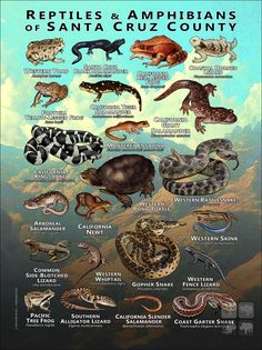 the reptiles and amphians of santa cruz county, with their names