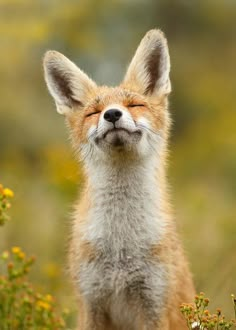 a close up of a small fox with it's eyes closed and mouth open