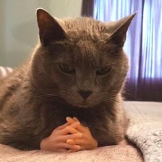 a cat laying on top of a bed next to a small child's hand