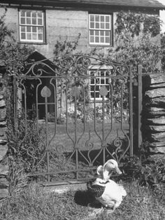 an old black and white photo of a dog sitting in front of a gated entrance