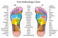 Onion In Sock, Reflexology Foot Chart, Bolesti Chrbta, Detox Body, Reflexology Chart, Health Articles Wellness, Foot Reflexology, Foot Soak, Baby Massage