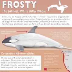 an info sheet describing the different types of killer whales