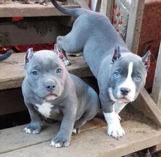 two blue pitbull puppies sitting on some steps