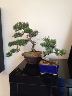 two bonsai trees sitting on top of a black table in front of a white wall