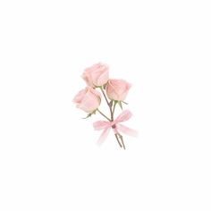 three pink roses with ribbons tied around them on a white background in the shape of a bow