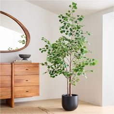 a potted plant sitting on top of a wooden table next to a dresser and mirror