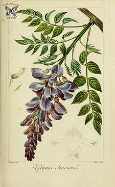 an illustration of purple flowers and green leaves