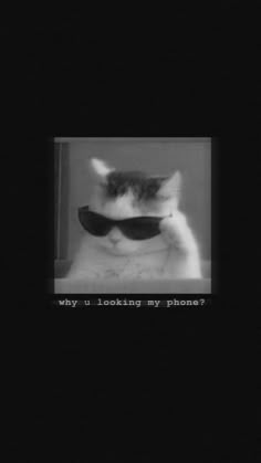 a black and white photo with a cat wearing sunglasses