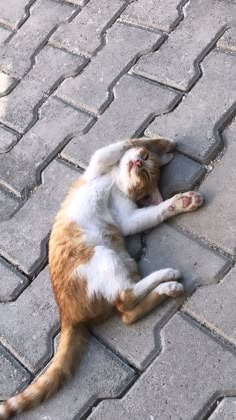 an orange and white cat laying on the ground with its head up in the air