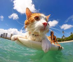 an orange and white cat riding on top of a surfboard in the middle of the ocean