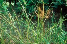 the tall grass is green and brown in color