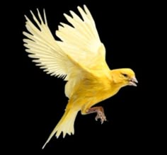 a yellow bird flying through the air with its wings spread