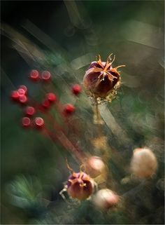 Magdalena Wasiczek: macro photography Candle Romantic, Maria Sibylla Merian, World Of Flowers, The Meadows, Flower Garlands