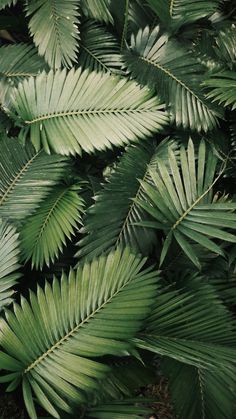 green leaves are shown in this close up photo, and the foliage is very large