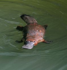 a duck floating in the water with its head above the water's surface, looking for food