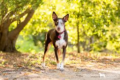 a brown and white dog standing on top of a dirt road in front of trees