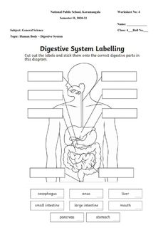 The digestive system online activity | Human digestive system ...