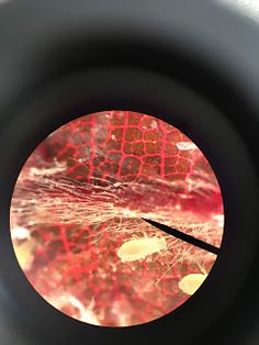 a close up view of the inside of a camera lens with red and yellow paint