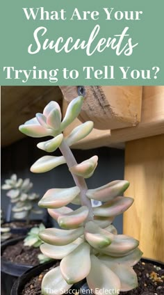 a potted plant with the words what are your succulents trying to tell you?