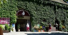 people are walking in front of an ivy covered building