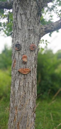 a tree with two faces on it's face and one has been carved into the trunk