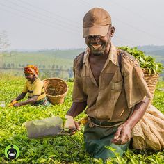 Workers at a #FairTradeCertified estate smile as they harvest tea leaves. Storing the leaves in large baskets on their backs, they comb the fields, making sure that each plant is plucked at least once every 10 days. This is crucial for ensuring high-quality tea. During peak harvest season, each worker will harvest up to 100 kilograms, or about 220 pounds, of tea leaves each day.  ___ Choosing #fairtrade is an easy way to care for the people who work hard to bring top-notch tea to your cup. From Fair Trade Coffee, Harvest Season, Large Baskets, The Fair, Clothing Brands, Tea Leaves, Beauty Product, Each Day, Fair Trade