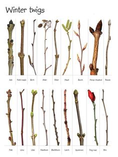 a bunch of different types of flowers on a cell phone with the caption what buds are you seeing? via woodland trust