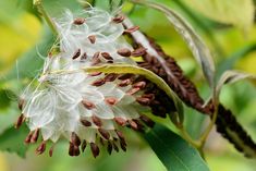 a close up of a flower on a plant