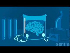 ▶ How the brain works - YouTube Brain Animation, Growth Mindset Videos, Carol Dweck, Conscious Discipline, Habits Of Mind, Brain Facts