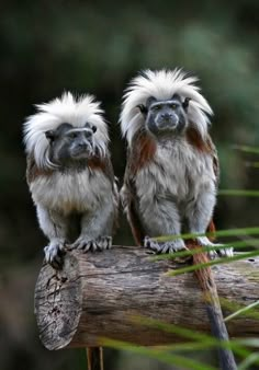 two monkeys sitting on top of a tree branch