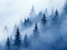 some very pretty trees in the foggy mountains with pine trees on it's sides