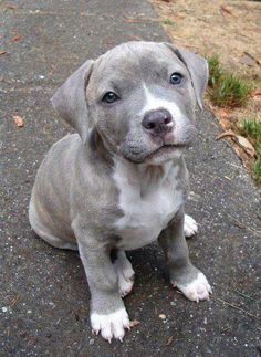 a gray dog sitting on top of a sidewalk