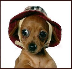 a small dog wearing a red hat with the caption'i've never seen this puppy before '