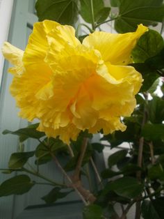 a large yellow flower with green leaves in front of a building and blue door behind it