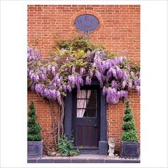 purple wisters are growing on the side of a brick building with a door and window