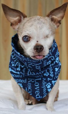 a small dog wearing a blue bandana