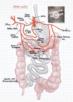 diagram of the circulators and their functions in the body, with labels on each side