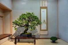 a bonsai tree sitting on top of a wooden table next to a potted plant