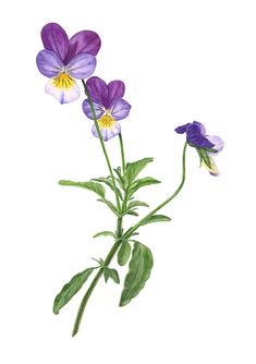 three purple flowers with green leaves on a white background, watercolor drawing by hand