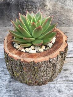 a small succulent plant in a wooden pot on top of a tree stump