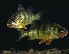 two large fish swimming in an aquarium with rocks and gravel on the bottom floor, one is looking at the camera