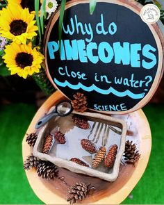 a sign that says why do pinecones close in water? on top of a potted plant