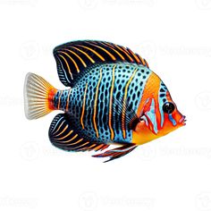 an orange and blue fish on a white background