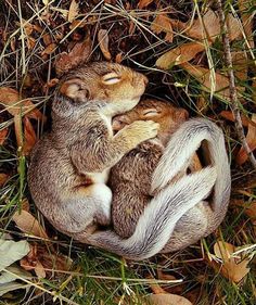 two baby rabbits cuddle in the middle of some leaves and grass on the ground