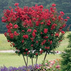 a bush with red flowers in the middle of a field