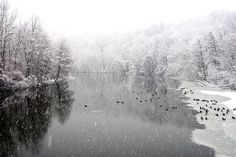 ducks are swimming in the water on a snowy day with trees and snow covered ground