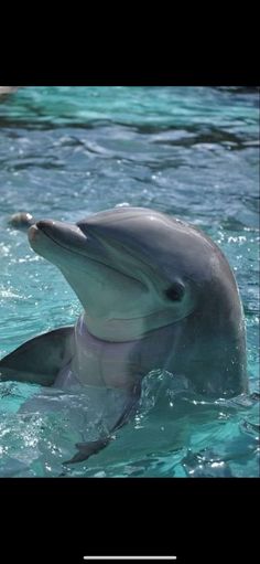 Dolphin Photography, Baby Horses, Beautiful Creatures, Horses, Drawings, Photography, Animals, Quick Saves