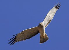 a bird flying in the air with its wings spread