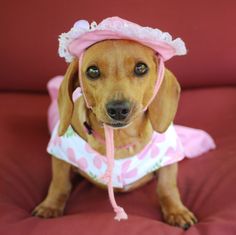 a brown dog wearing a pink hat and dress